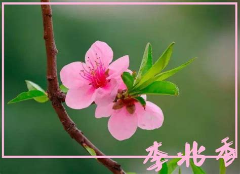 桃花 意思|桃花